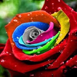 Acid Milling Dyestuffs