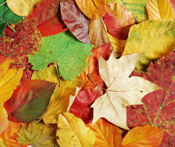 Metal Complex Dyestuffs